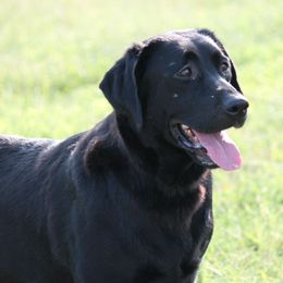 Maddee - Labrador Retriever