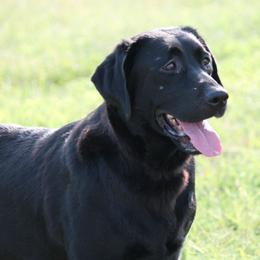 Maddee - Labrador Retriever