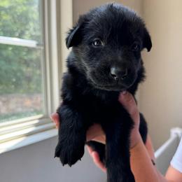 Cheesecake - Black female German Shepherd puppy in Salem, Virginia from Vom Kylohaus German Shepherds
