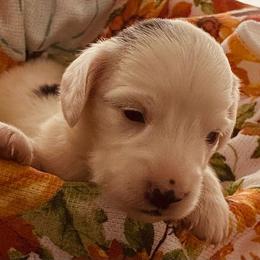 Lolly - Piebald female Dachshund puppy in Petersburg, Virginia from Wiggle Waddle Dachshunds