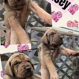 Maisey - Chocolate female Great Dane puppy in Wellsville, New York from Prophecy Danes