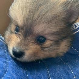 Boy 2 - Orange sable male Pomeranian puppy in Los Angeles, California from Lucky Poms of LA