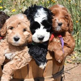 Australian Labradoodles from Pine Lodge Labradoodles