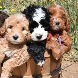 Australian Labradoodles from Pine Lodge Labradoodles