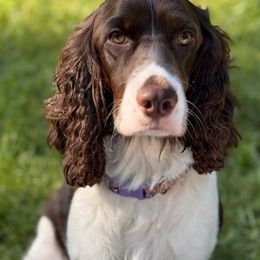 Luna - English Springer Spaniel