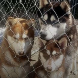 Siberian Huskies from Floyd Huskies