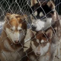 Siberian Huskies from Floyd Huskies