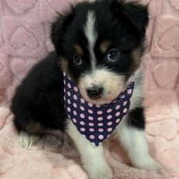 Canadian Club - Black tri-color female Australian Shepherd puppy in Camp Verde, Arizona from Bullet & Whiskey’s Pups