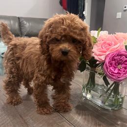 Girl 2 - Apricot female Poodle puppy in Riverside, California from Poodles