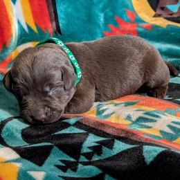 Gauge (Kelly Green Collar) - Chocolate male Labrador Retriever puppy in Commerce, Oklahoma from Standing Water Kennels