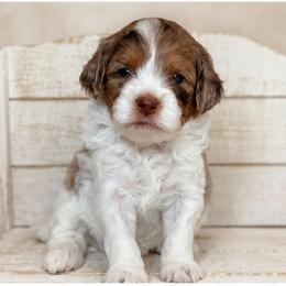 Kai - Brown male Cavapoo puppy in Floyd, Virginia from Hearts and Paws Poodles and Doodles