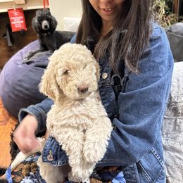 Goldendoodle Puppies from Arizona Doodles