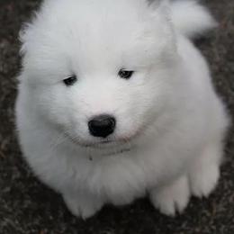 Samoyed Puppies from Long Run Samoyeds