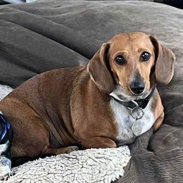 Maggie Mae - Dachshund