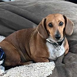 Maggie Mae - Dachshund