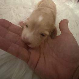 Akc Marie - Red female Dachshund puppy in Erie, Michigan from Champagne’s Grinch Toe’d Dachshunds
