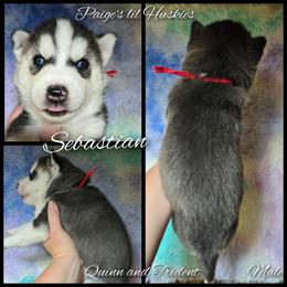Sebastian - Black and white male Siberian Husky puppy in Bloomfield, Indiana from Paiges lil huskies