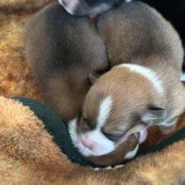BOBBIE AKC - Red female Pembroke Welsh Corgi puppy in Hinton, Oklahoma from Green Cloud Ranch