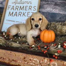 Emmy - Cream female Dachshund puppy in Smallett, Missouri from Doxie Holler