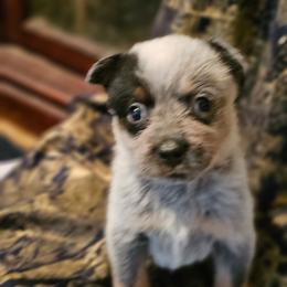 Hydra - Blue speckled female Australian Cattle Dog puppy in Sneedville, Tennessee from JoAnn's Australian Cattle Dogs