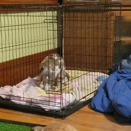 Great Dane Puppies from RCM Great Danes