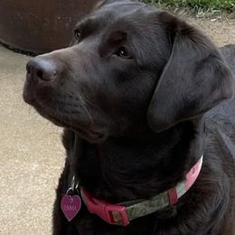Labrador Retrievers from Julian Farms
