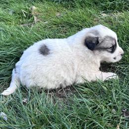 Puppy ID 36261 - White and badger female Great Pyrenees puppy in Leicester, North Carolina from Randall Glen Pyrenees