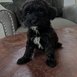 Bailey - Black and white female Cavapoo puppy in Strasburg, Pennsylvania from Still Water Puppies