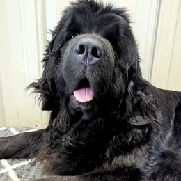 Black Male 2 - Black male Newfoundland puppy in Burfordville, Missouri from Umfleet Farms