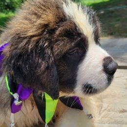 Lucille Ball - Brown and white female Saint Bernard puppy in Lowpoint, Illinois from Minnie's Majestic Saints