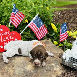 Orange - Liver roan female German Shorthaired Pointer puppy in Jefferson, Georgia from Miracles Happen Farm