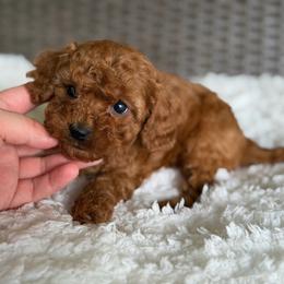 Romeo - Red male Cavapoo puppy in Hardin, Texas from Oodlesoflildoodles