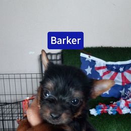 Shih Tzu and Yorkshire Terrier Puppies from Thorntons Fur Crew