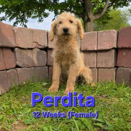 Perdita - Cream female Labradoodle puppy in Genoa City, Wisconsin from Sakura Pups