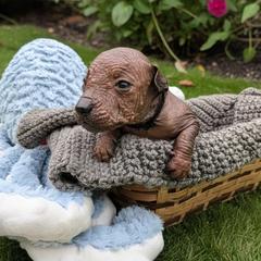 Idris (grey) - Slate male Xoloitzcuintli puppy in Atwater, California from Cen Cal Xoloitzcuintle