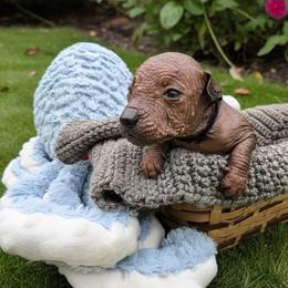 Idris (grey) - Slate male Xoloitzcuintli puppy in Atwater, California from Cen Cal Xoloitzcuintle