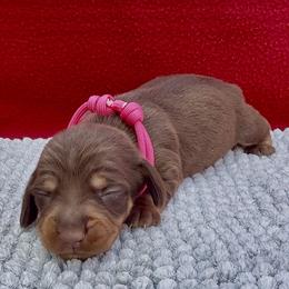 NESTLE(hot pink) - Chocolate and tan female Dachshund puppy in Vero Beach, Florida from Joseph’s Dachshunds