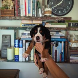 Light Blue Girl (Laura) - Black, white and red female Greater Swiss Mountain Dog puppy in Edinboro, Pennsylvania from Greater Swiss of Whitetail Acres