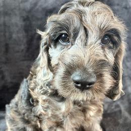 Hiram - Merle male Cockapoo puppy in Adrian, Oregon from ApplebyFarm