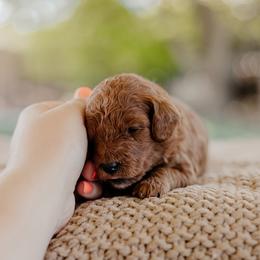 Goldendoodle and Sheepadoodle Puppies from Red River Goldendoodles