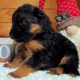 Orange Collar - Male - Black and red male German Shepherd puppy in Charlotte, North Carolina from Zuflucht K9s