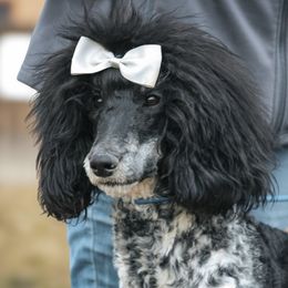 Moe - Poodle