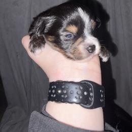 Snow - Black tri male Miniature Australian Shepherd puppy in Weatherford, Texas from F & T Aussies