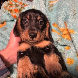 Cash - Black and tan male Dachshund puppy in Modesto, California from Little D’s Dachshunds