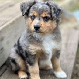 Miniature Australian Shepherd and Toy Australian Shepherd Puppies from Kickapoo Creek Toy & Mini Aussies