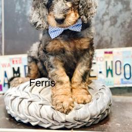 Ferris - Merle male Goldendoodle puppy in Pasco, Washington from Camp Doodle Woods