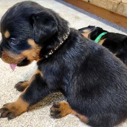 Black boy - Black and tan male Rottweiler puppy in San Antonio, Texas from Angel Rottweilers