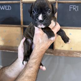 Max - Brindle male Boxer puppy in Rochester, Washington from Holly's Boxers of Rochester