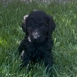 BIRDIE - Black female Poodle puppy in Thornton, Colorado from Shandy Poodle