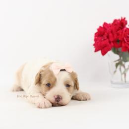 Yumi - Blenheim female Cavapoo puppy in Republic, Missouri from Red Skye Puppies